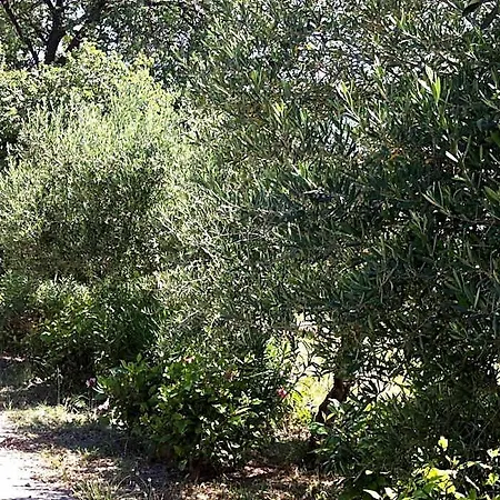Olgas Paradise Kos